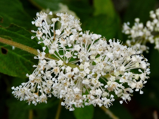 {Ceanothus americanus}